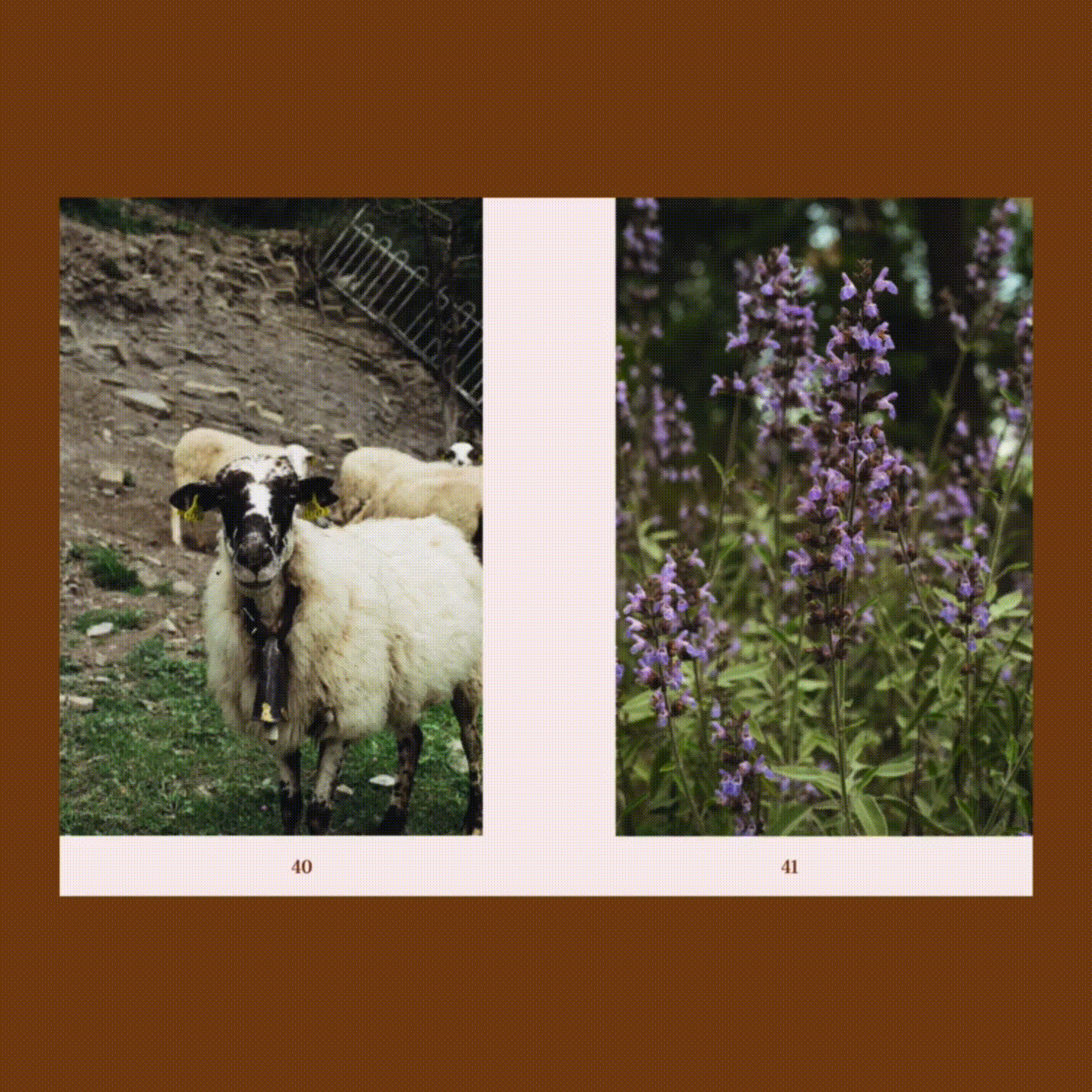 ENTANGLED LANSCAPES. VOL 2 CATALUNYA - Print Magazine - Image 3